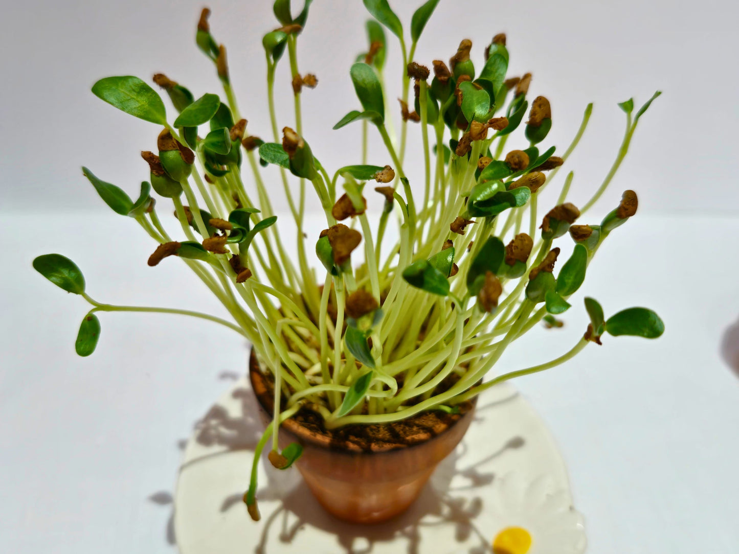 Fenugreek microgreen kit
