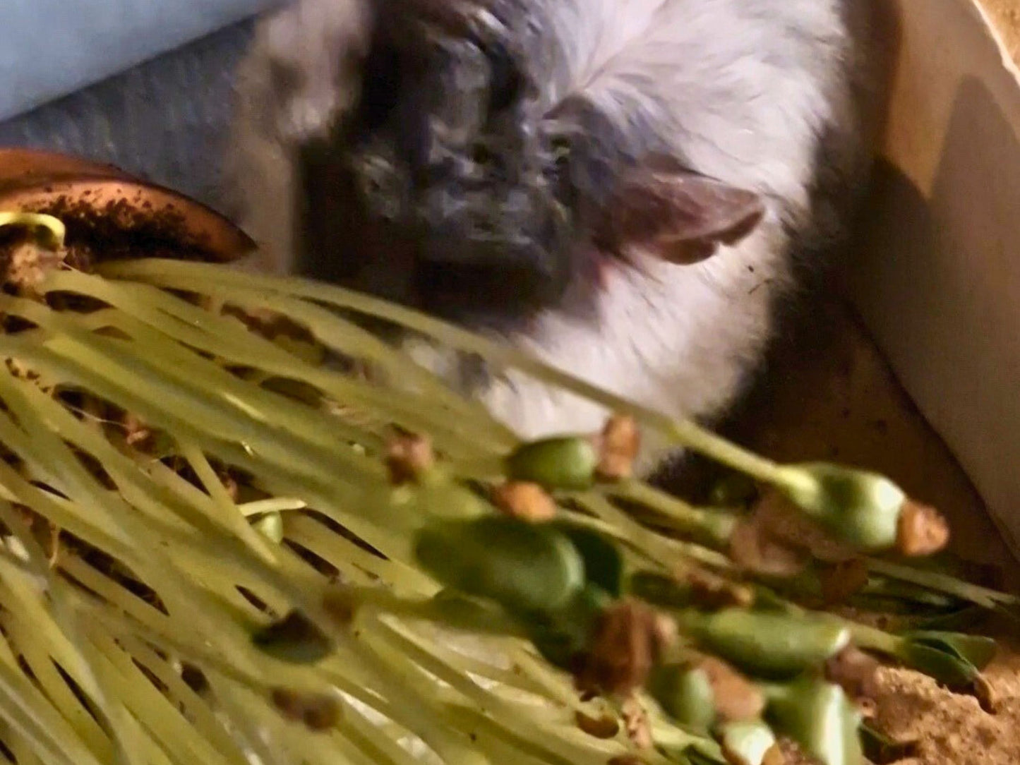 Fenugreek microgreen kit