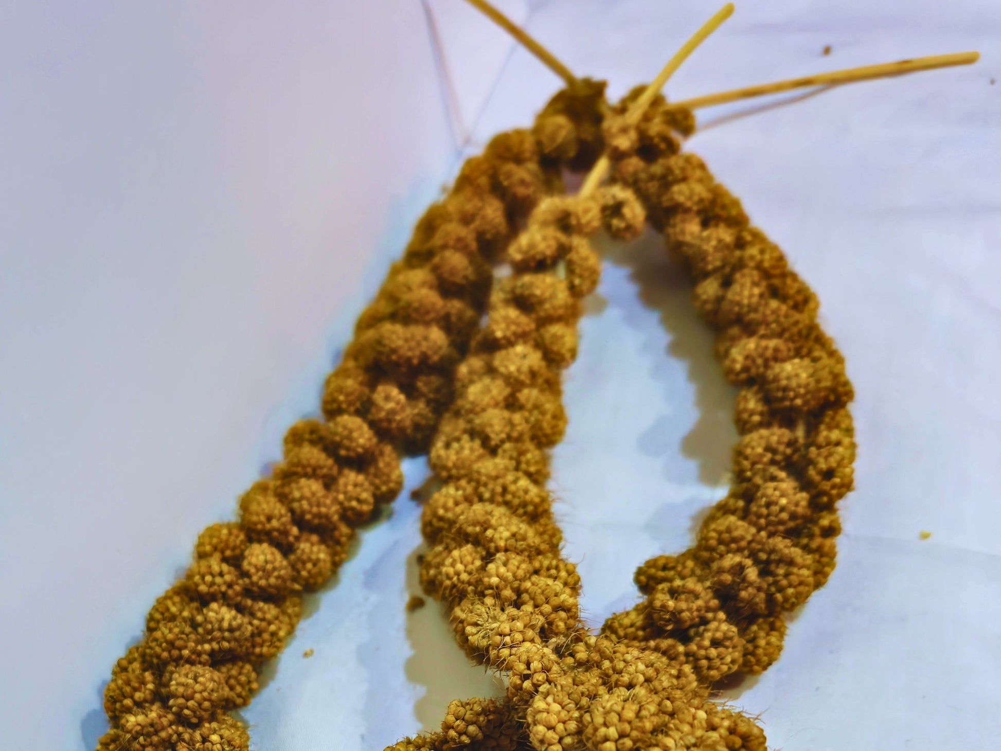 Three hamster millet sprays close up