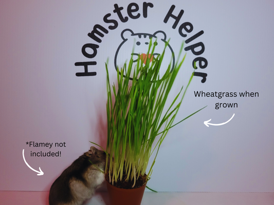 A hamster safe wheatgrass plant grown in a plastic pot with a hamster eating it, displayed in front of the Hamster Helper logo