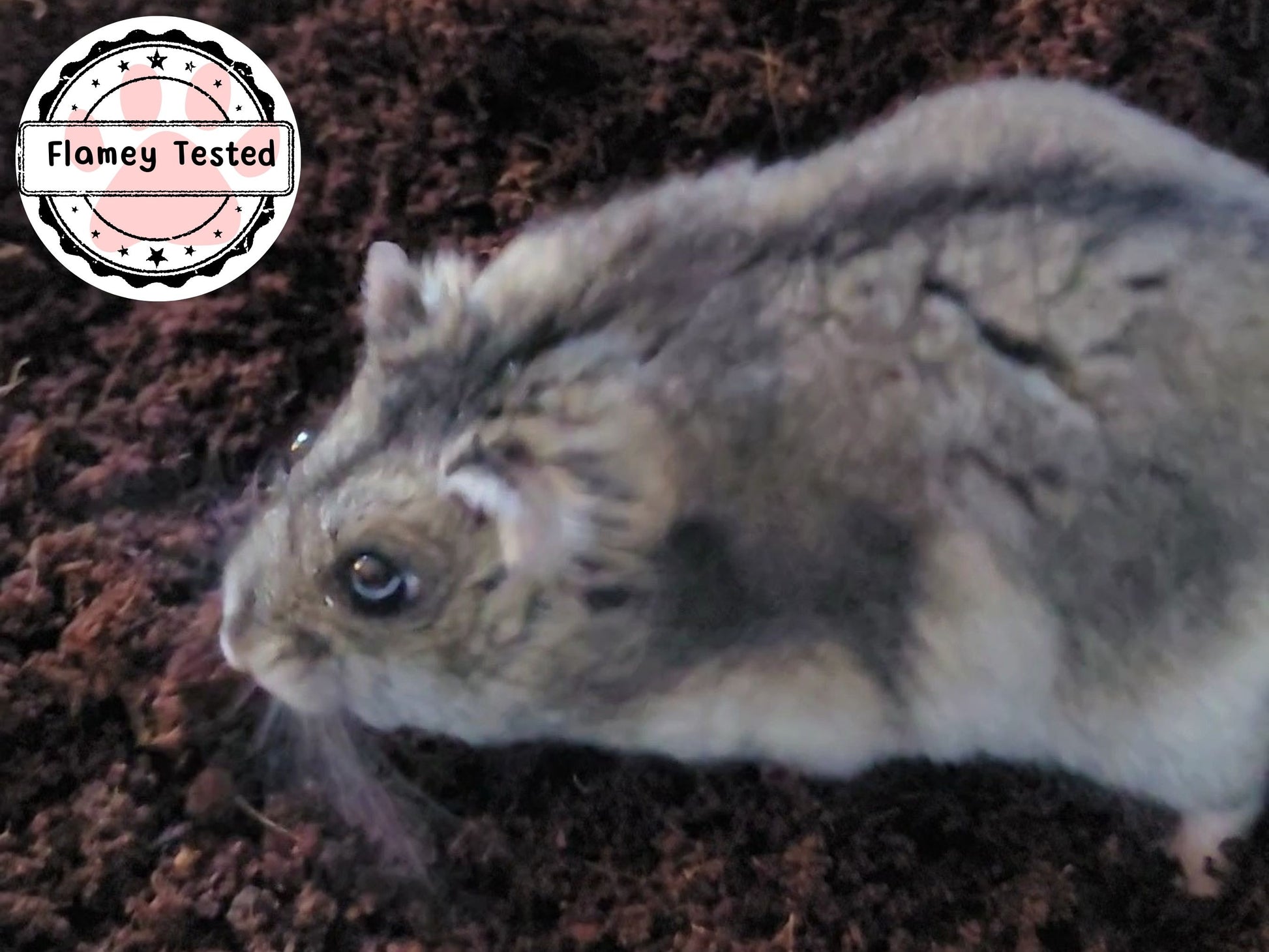A hamster exploring some hamster safe soil