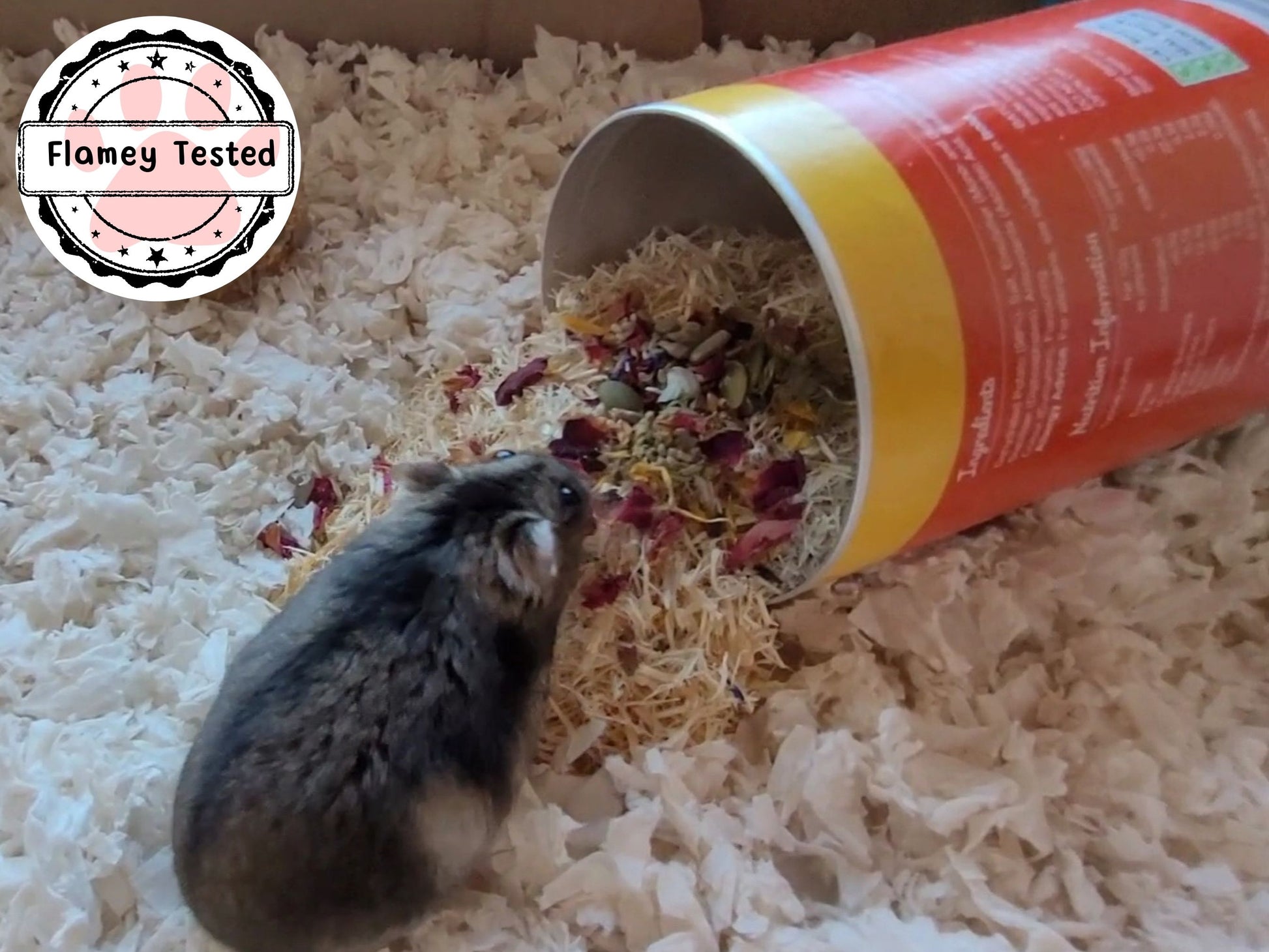 A hamster looking at a tube full of hamster safe aspen which is sprinkled with seeds and forage