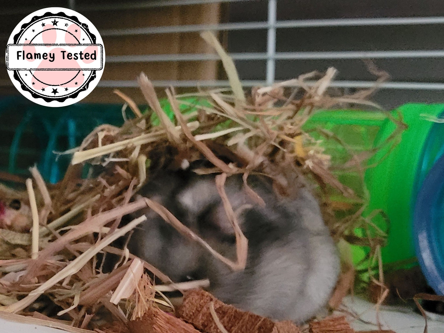 A hamster foraging underneath some hamster safe hay