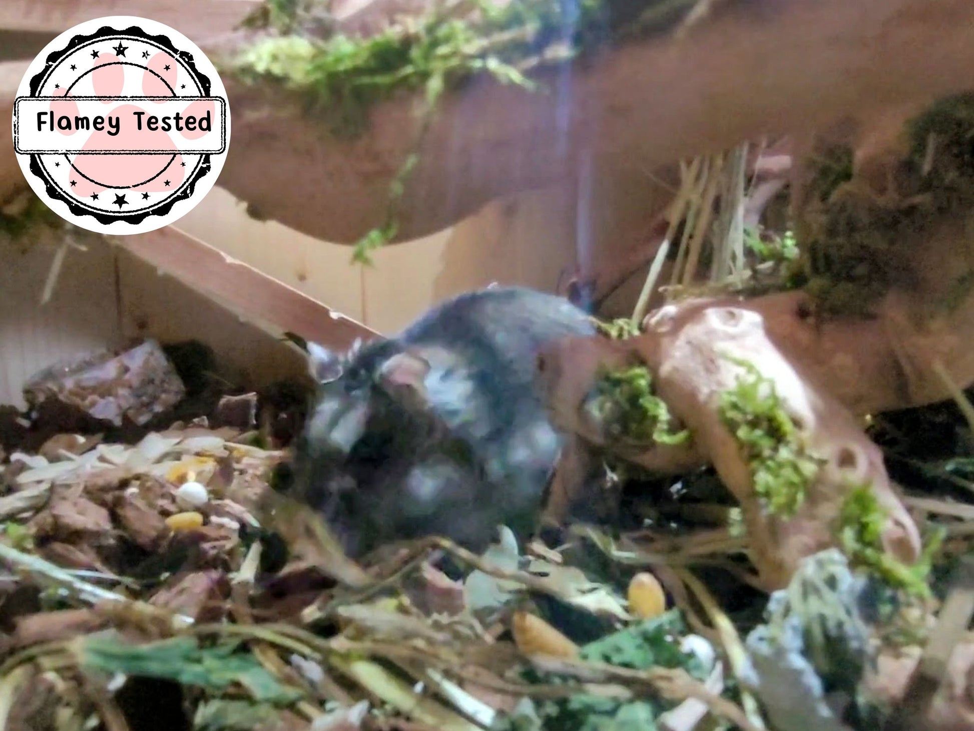 A hamster foraging in a mix of coco chips and leaf forage