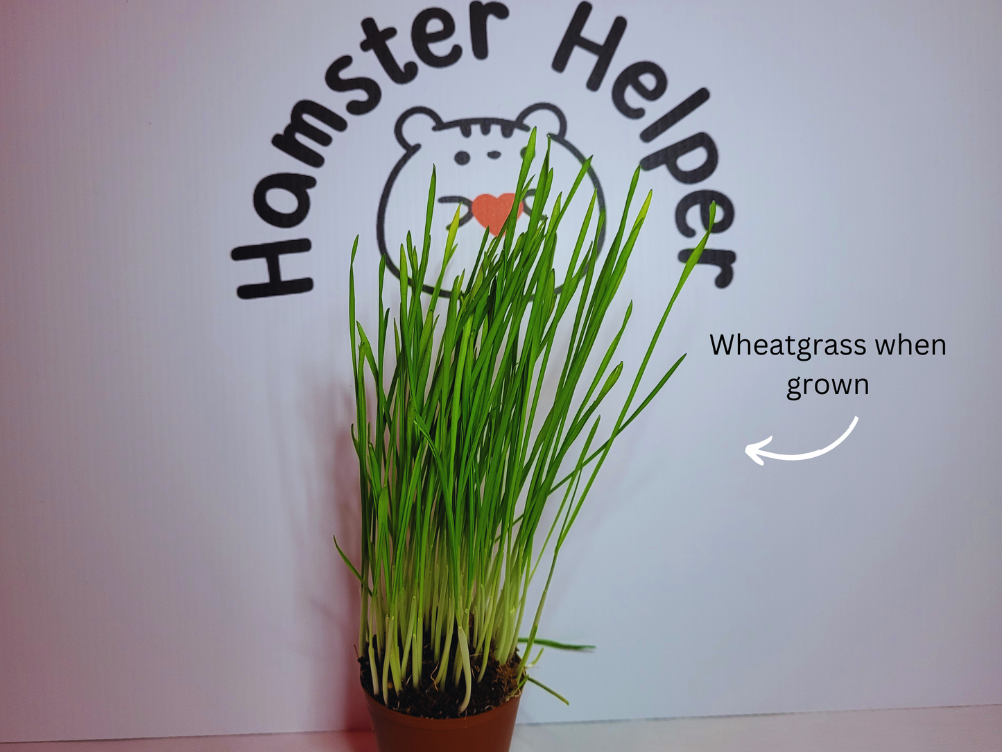 A hamster safe wheatgrass microgreen plant in a plastic pot displayed in front of the Hamster Helper logo