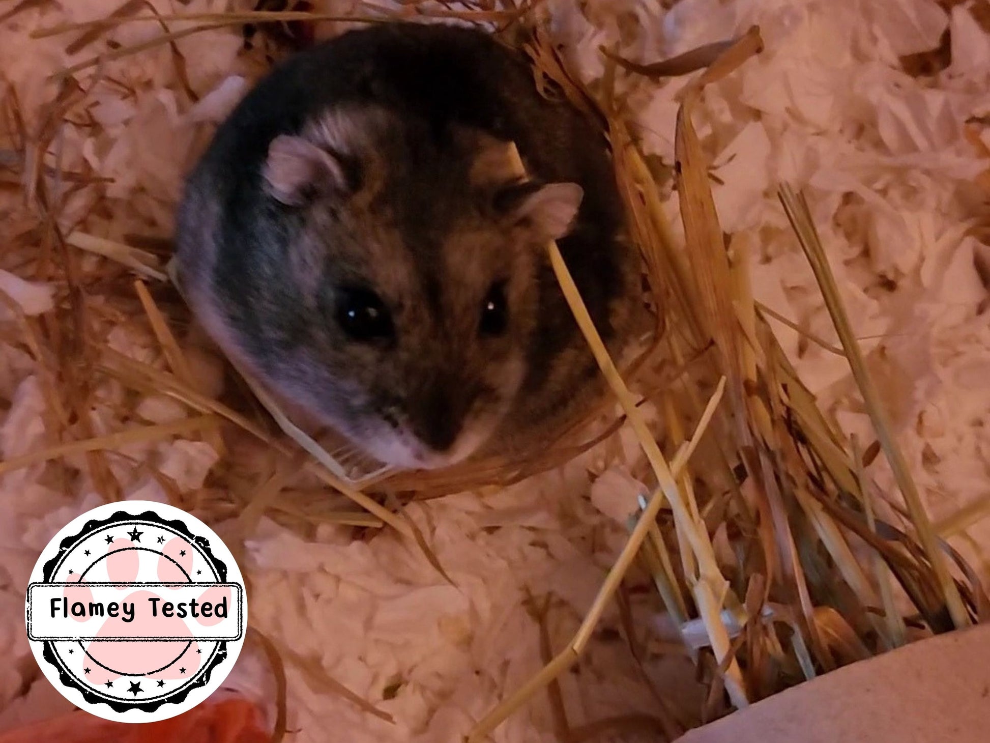 An adorable winter white dwarf hamster called flamey sitting next to a hay stuffed toy and being surrounded by hay he's been chewing on