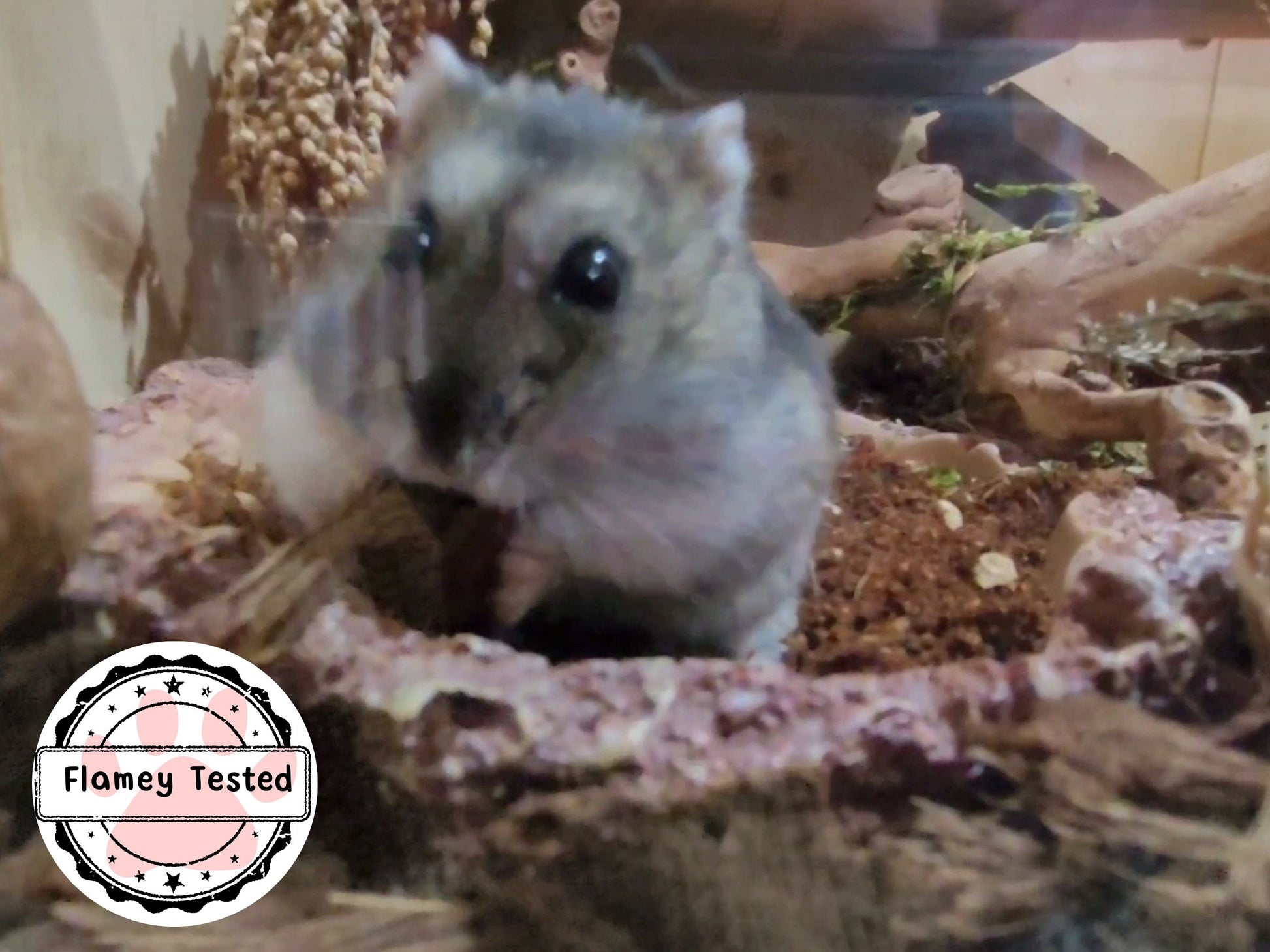 An adorable dwarf hamster sat in a bowl of soil chewing a coco chip