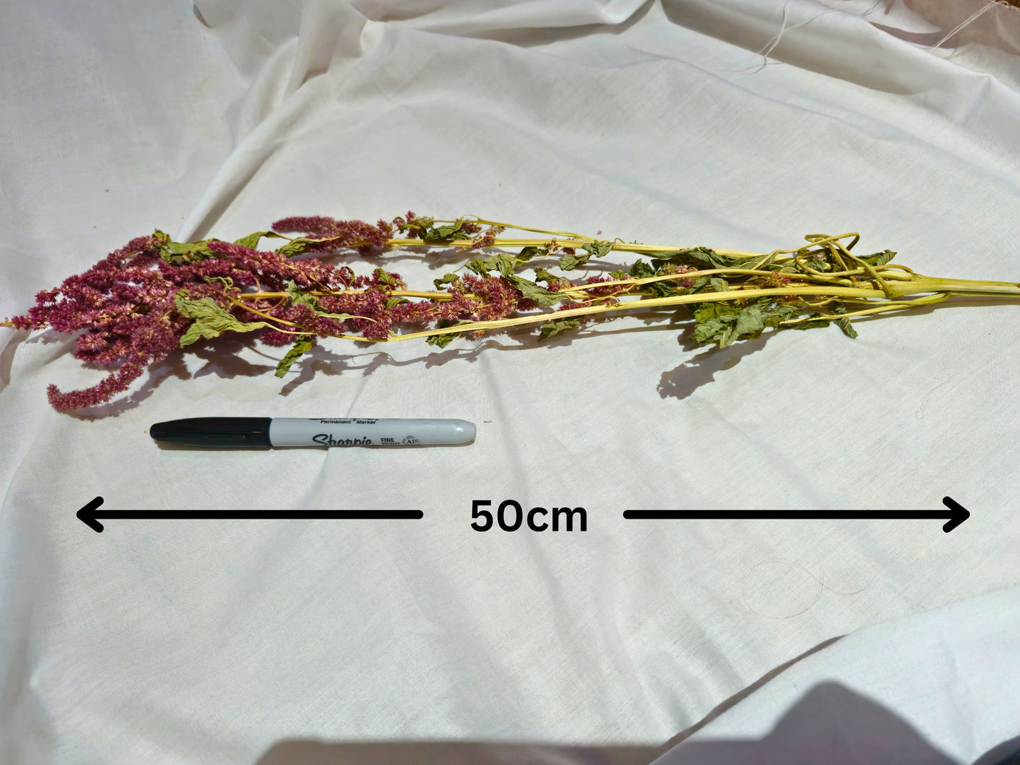A hamster safe amaranth spray with a pen for scale.