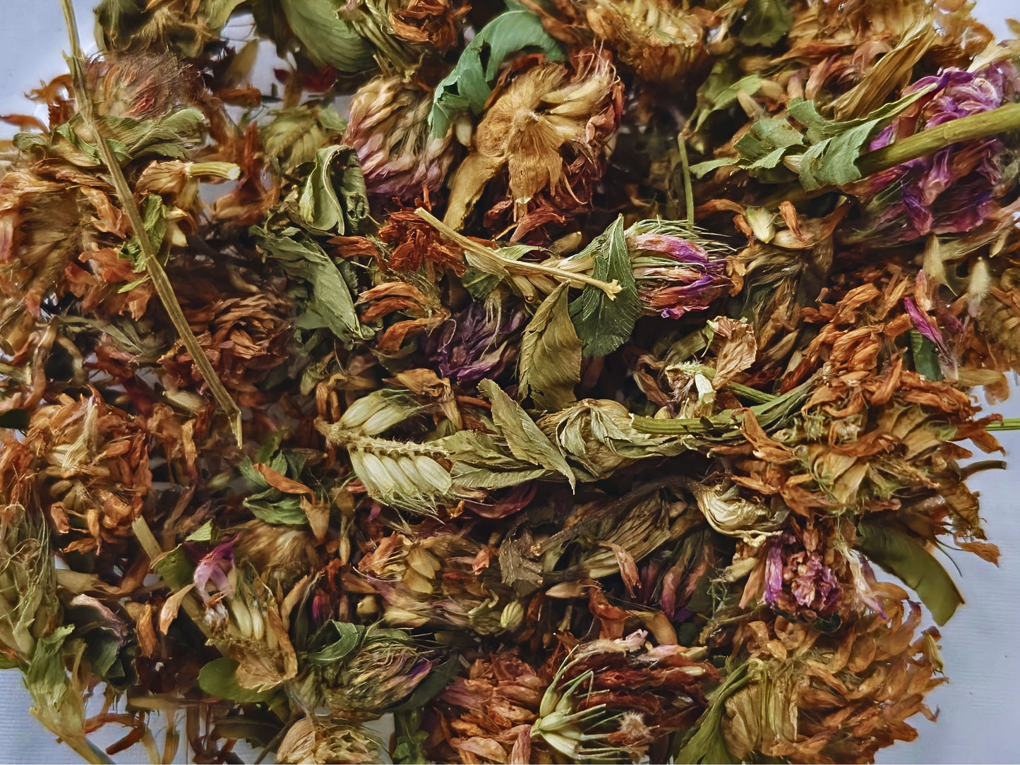Dried Red Clover Flowers