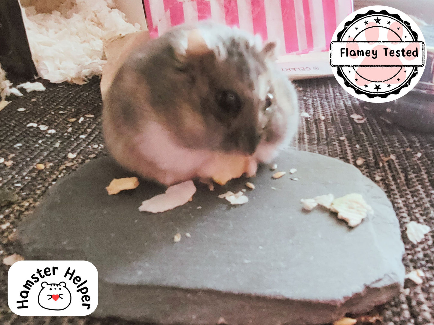 A winter white dwarf hamster sat on a nail maintenance stone eating snacks