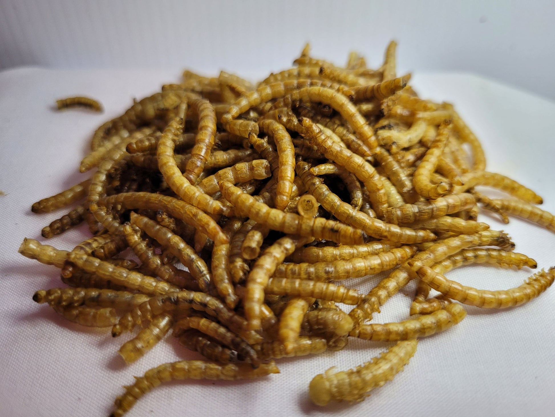 A close up picture of some hamster safe dried meal worms