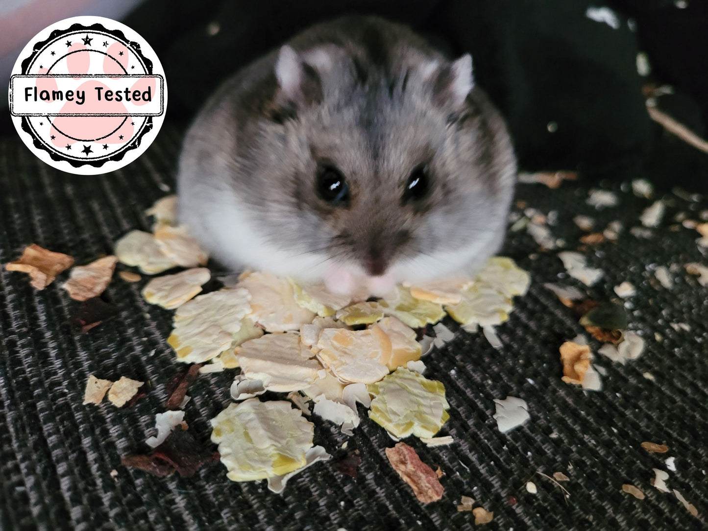 An adorable hamster sits on top of a small pile of pea flakes while eating a pea flake