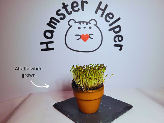 An alfalfa microgreen plant grown in a 5cm terracotta pot for a hamster