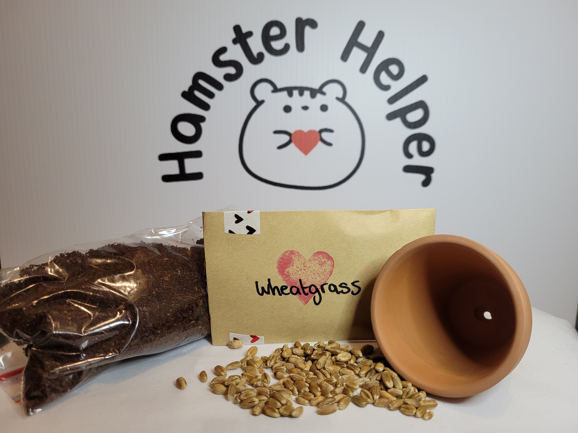 The hamster safe wheatgrass microgreen kit containing wheagrass seeds, a terracotta pot, and some hamster safe soil