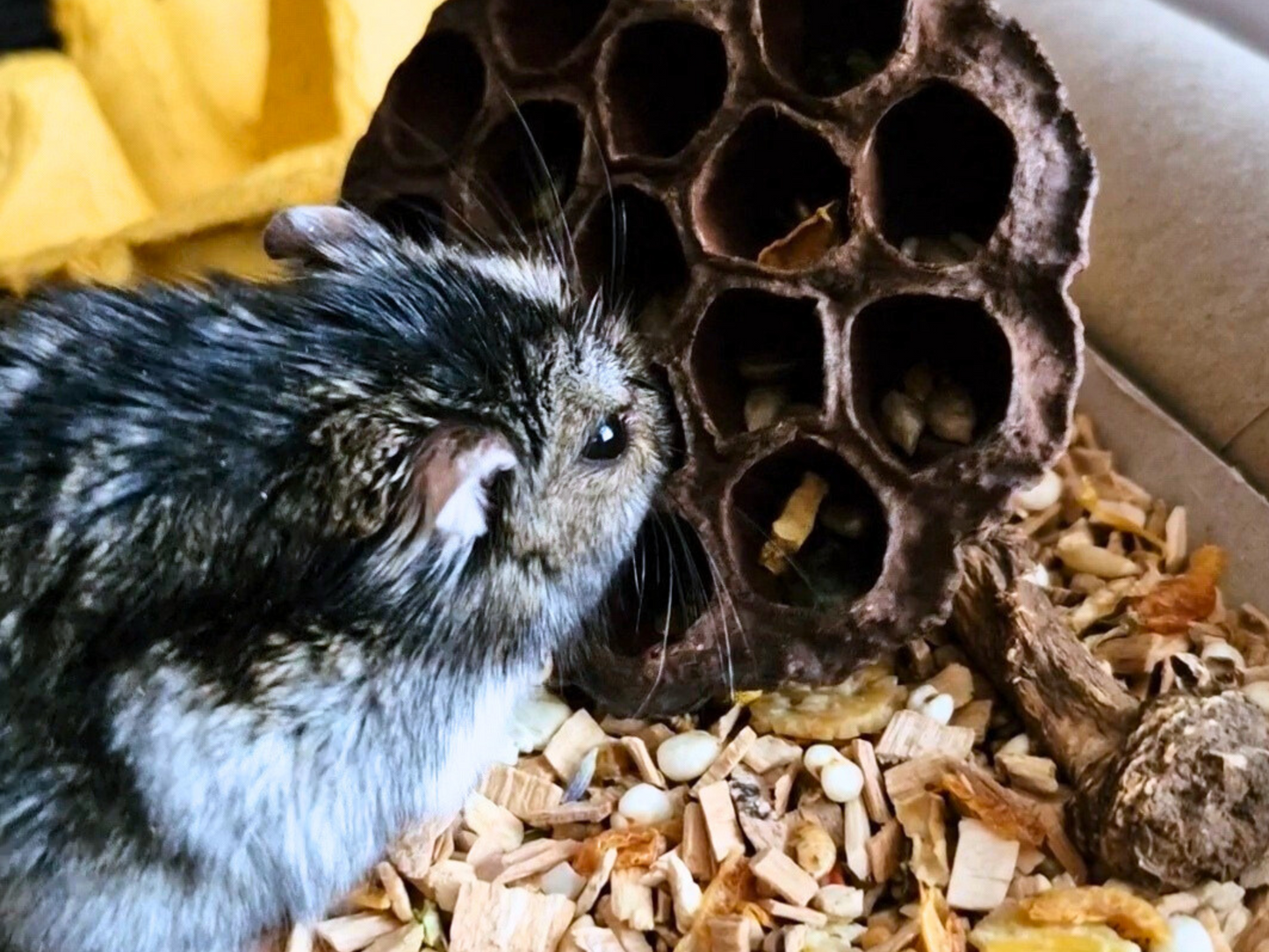 A winter white dwarf hamster eating snacks from a dried lotus head.