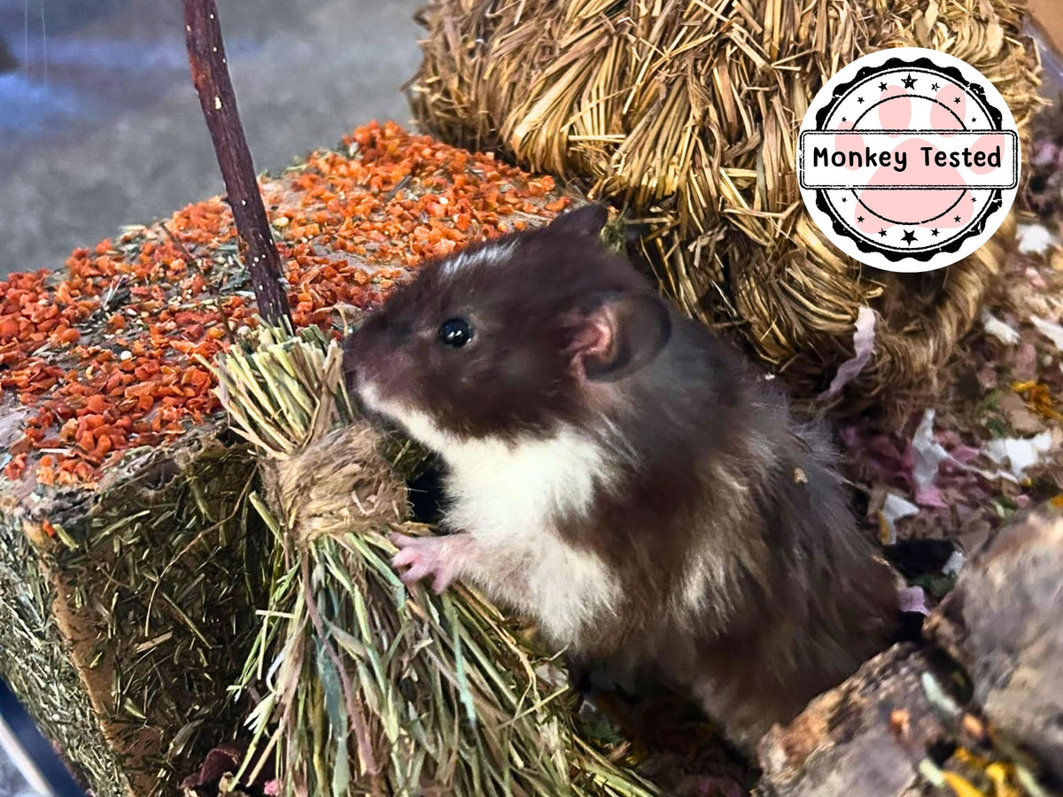 Hamster Halloween Broom Coconut Chew