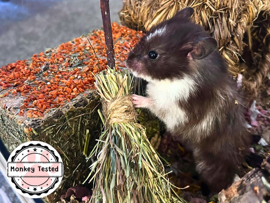 Hamster Halloween Broom Coconut Chew