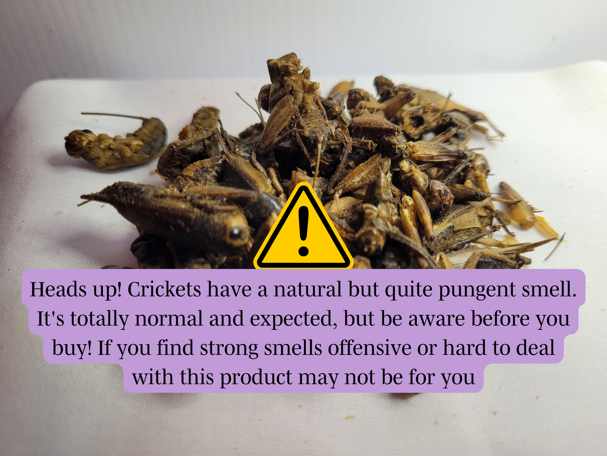 A close up of hamster safe dried crickets with text explaining that dried crickets have a pungent smell and so may not be for everyone.