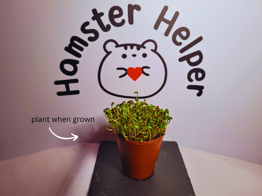 A red clover microgreen plant grown in a plastic pot displayed on a slate coaster in front of the Hamster Helper logo