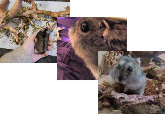 three pictures of a hamster arranged diagonally, in one the hamster eats a coco chip, the other is a very close up image of a hamster and the third is a hamster being held in a hand exploring a branch