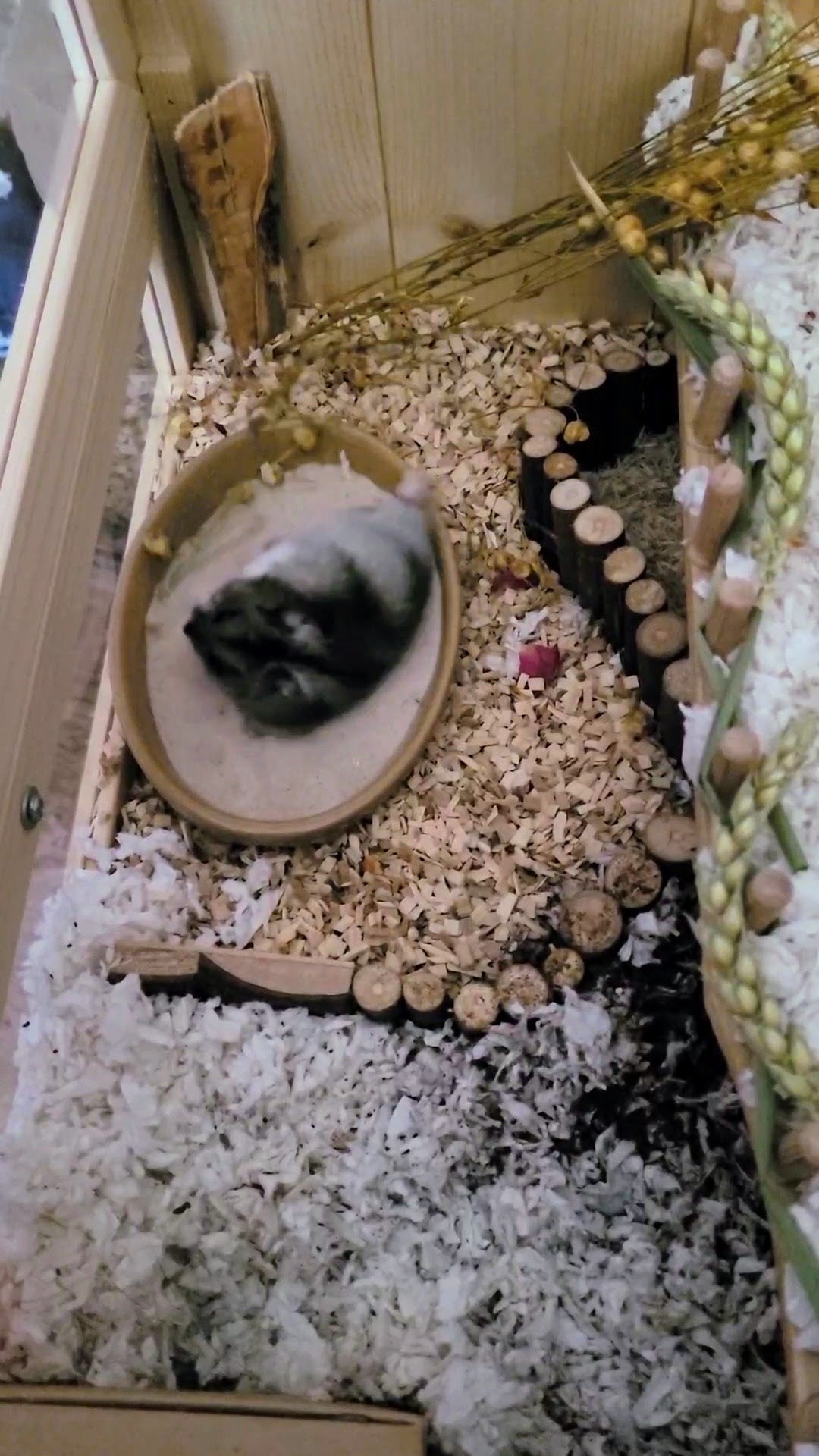 A hamster rolling around in hamster safe sand that's surrounded by hamster safe beech chips