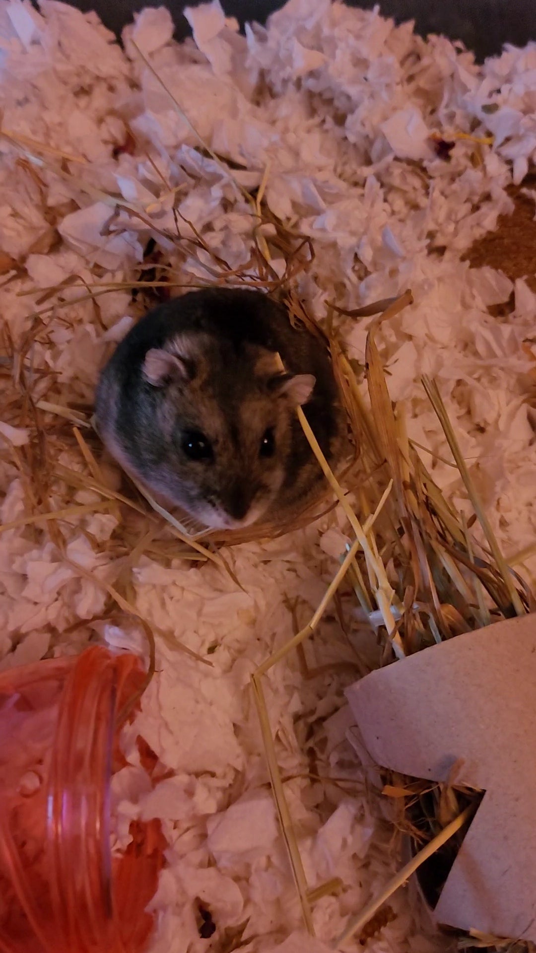 A hamster sat in bedding surrounded by hamster safe hay