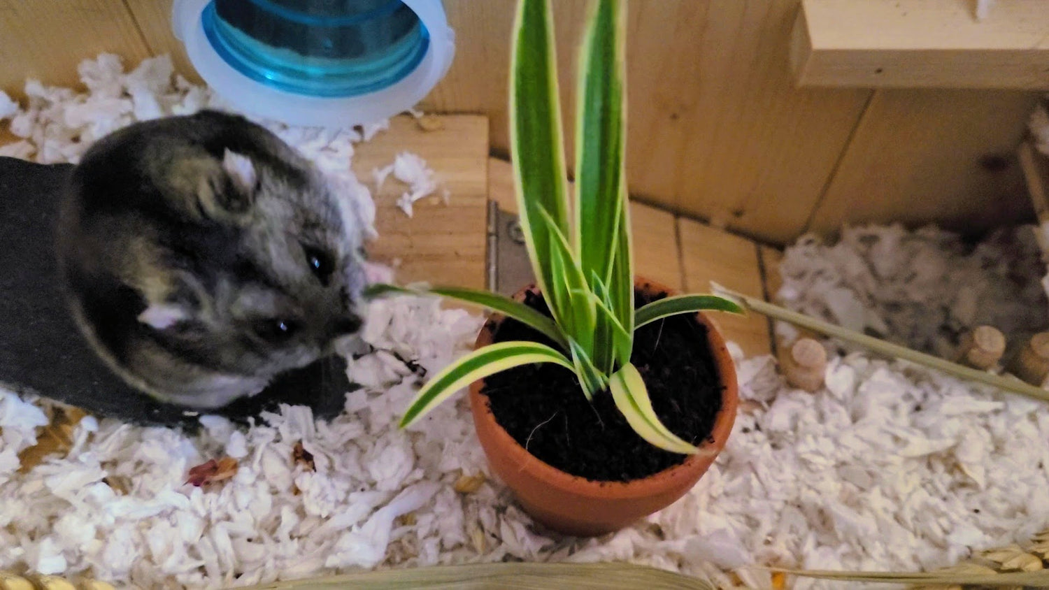 A hamster sat on a hamster nail maintenance slate, surrounded by bedding and eating a spider plant that's been planted in a terracotta pot.