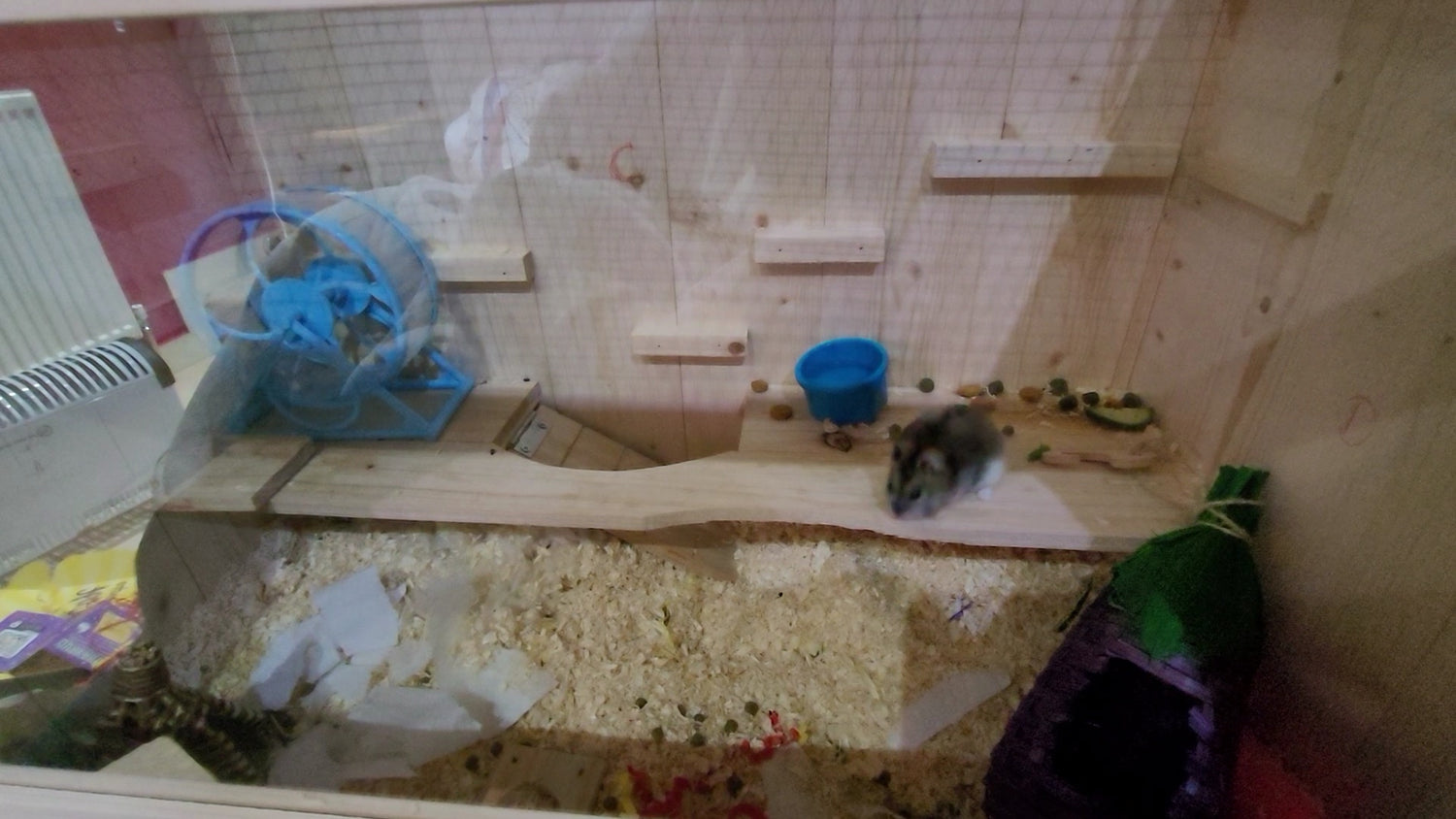 A hamster cage containing a baby dwarf hamster, a tiny wheel and some small hamster toys and wood shaving bedding in half the cage