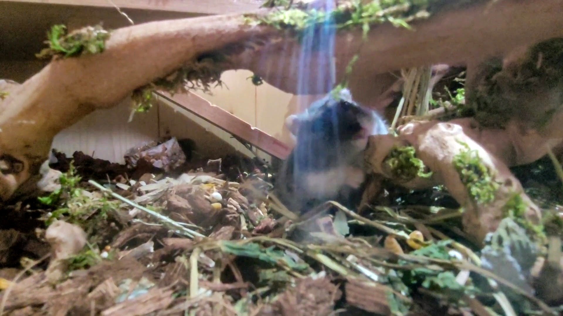 Flamey is chewing on a branch in his forage area, the light shines in such a way that it looks as though he's sat in an angelic beam of light