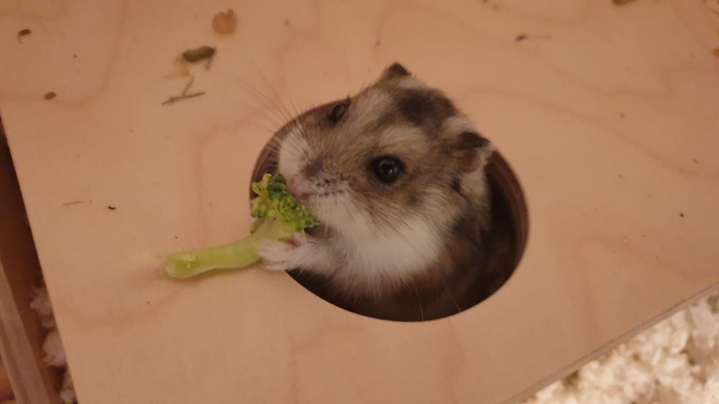 mossy.jpg