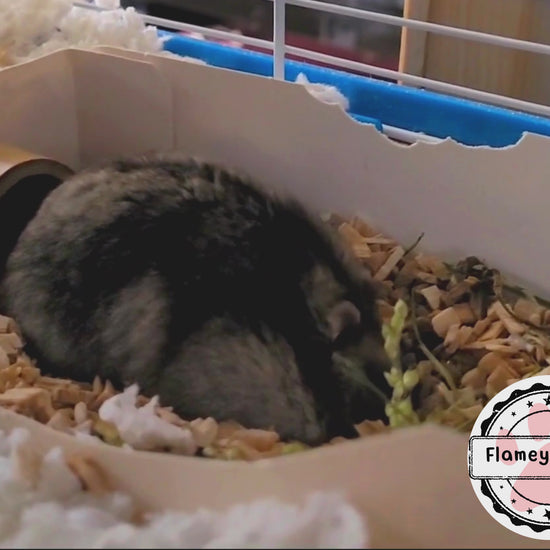 A video of a hamster digging in a cardboard box of hamster safe beech chips