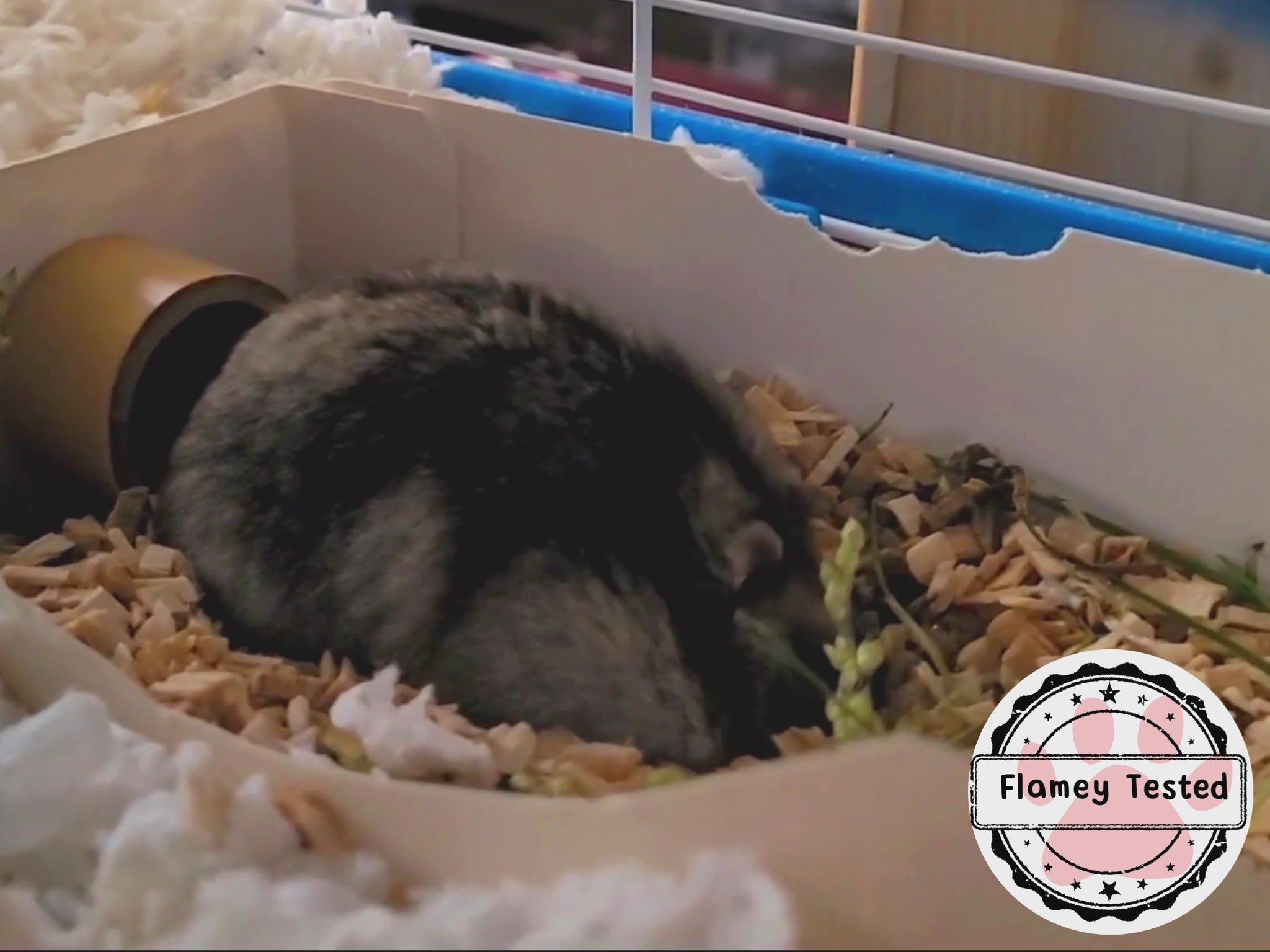 A video of a hamster digging in a cardboard box of hamster safe beech chips