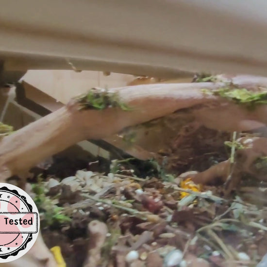 A video of a winter white dwarf hamster exploring the forage mix 