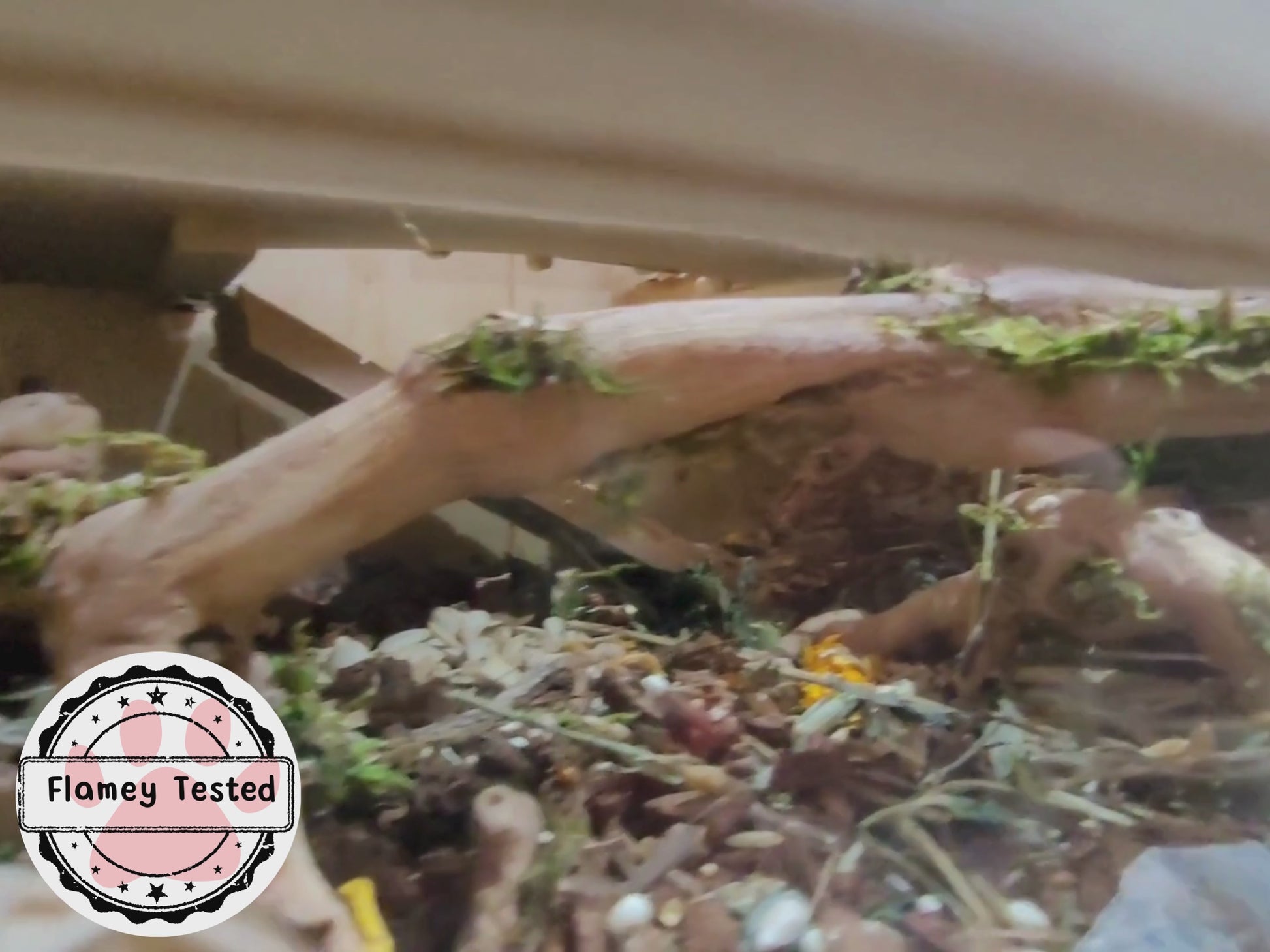 A video of a winter white dwarf hamster exploring the forage mix 