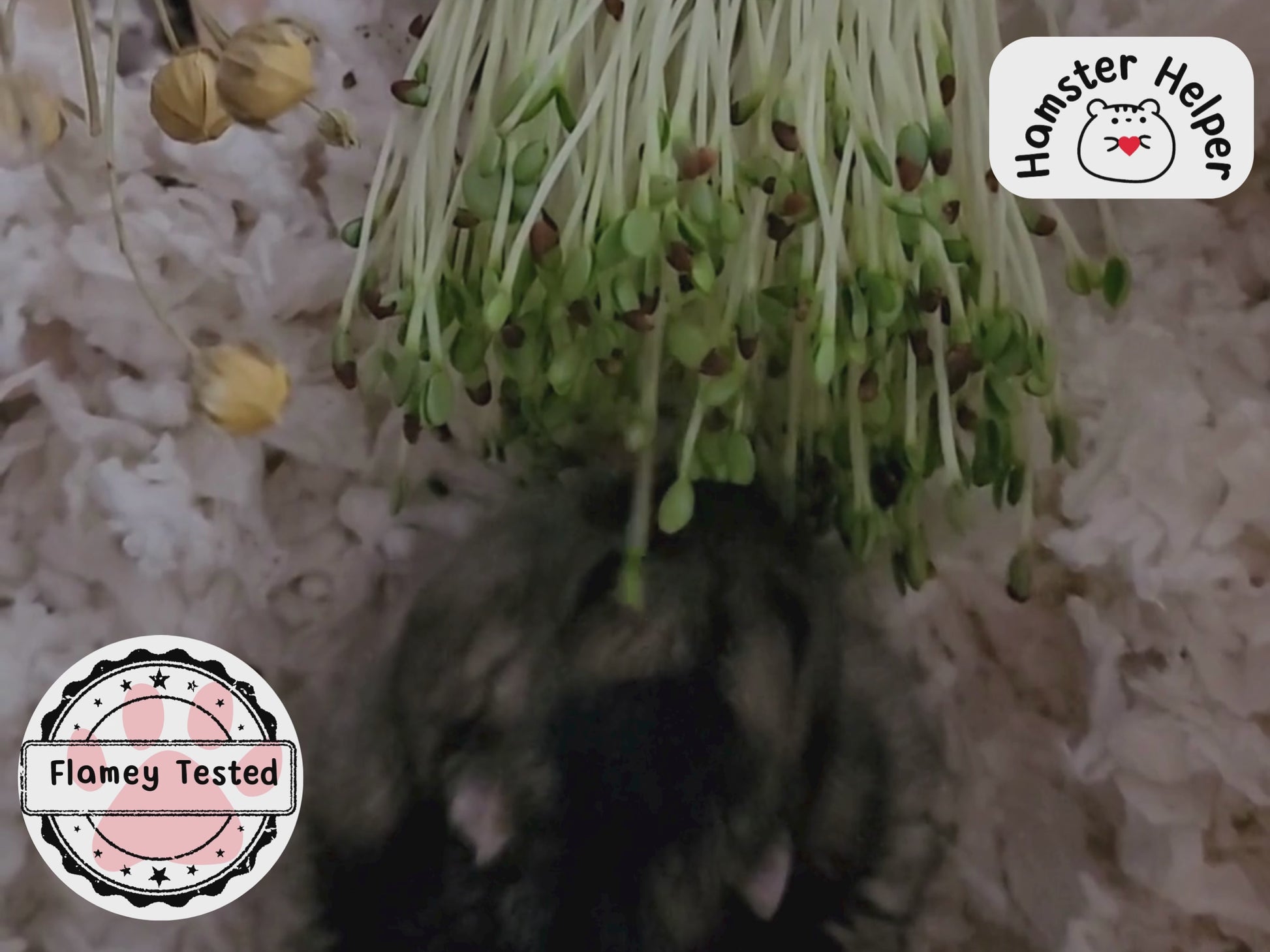 A dwarf hamster sat in some paper bedding eating a red clover microgreen plant