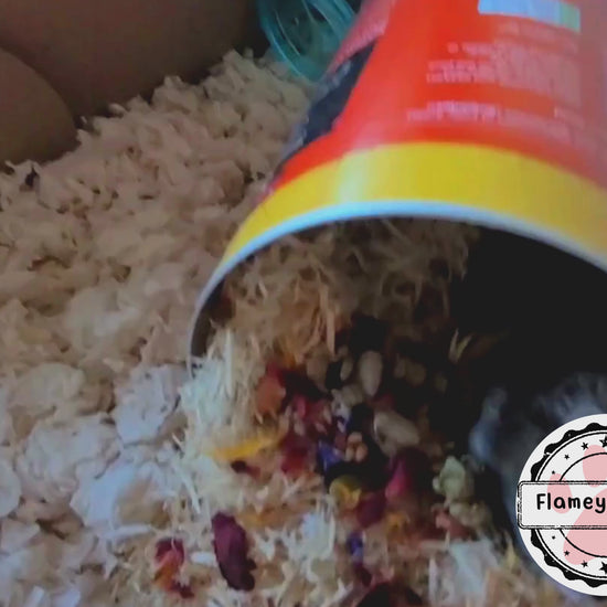 A hamster emerging from a tube full of aspen and then foraging on the seeds and petals on top of the aspen