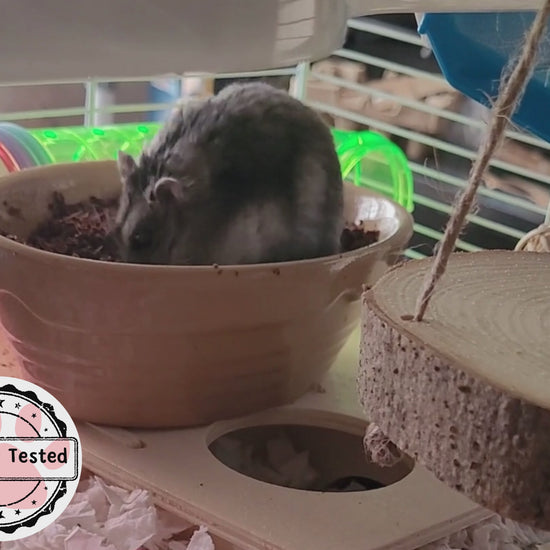 A video of a hamster exploring some soil and digging in it while it's in a substrate bowl