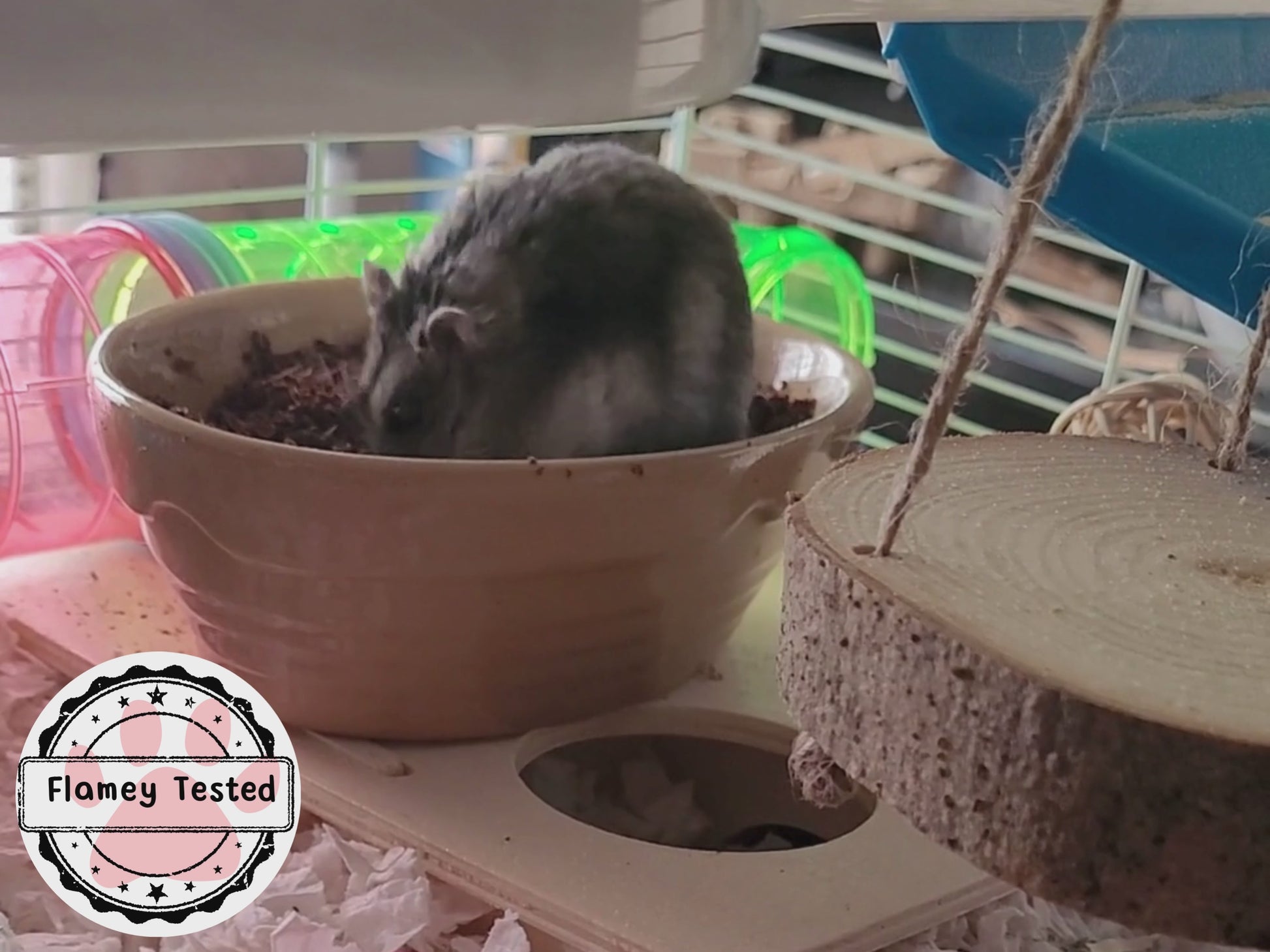 A video of a hamster exploring some soil and digging in it while it's in a substrate bowl