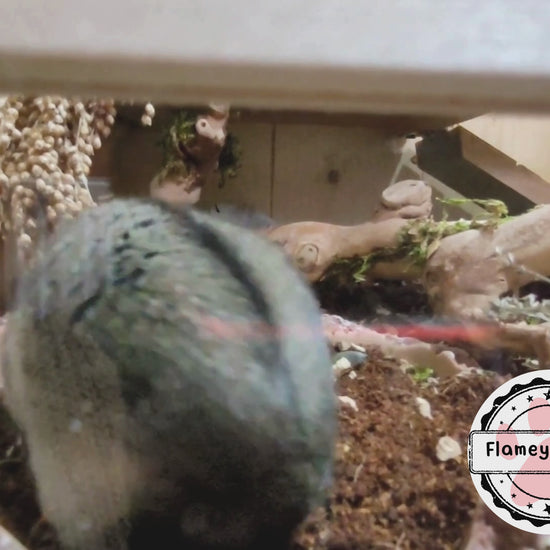 A hamster explores some soil which he's sat in, then he walks over to the camera, picks up a coco chip and nibbles on it