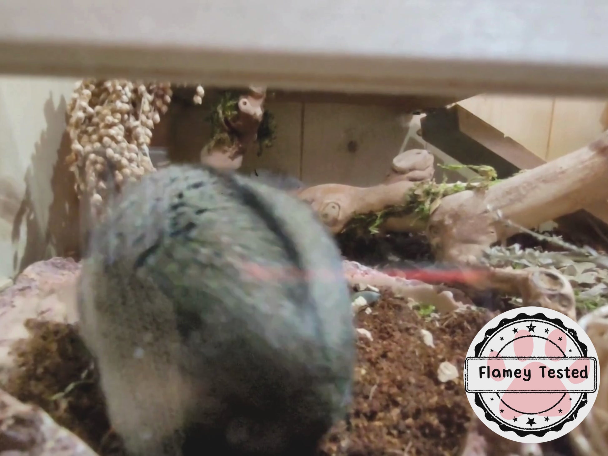 A hamster explores some soil which he's sat in, then he walks over to the camera, picks up a coco chip and nibbles on it