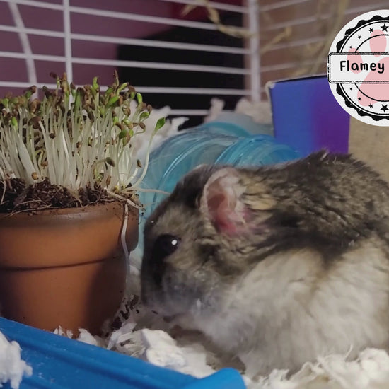 A video of a winter white dwarf hamster called flamey eating an alfalfa microgreen plant from a 5cm terracotta pot