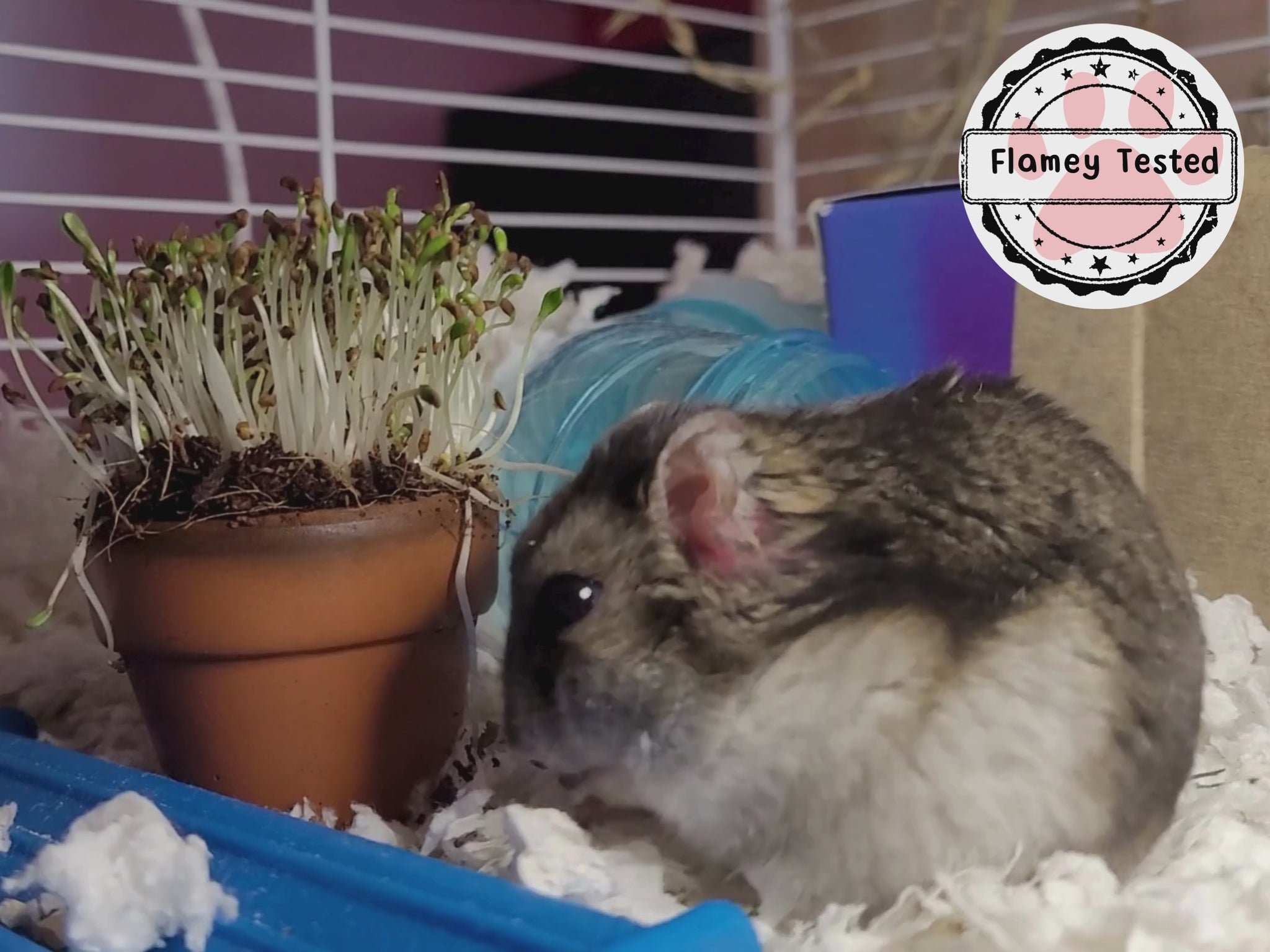 A video of a winter white dwarf hamster called flamey eating an alfalfa microgreen plant from a 5cm terracotta pot