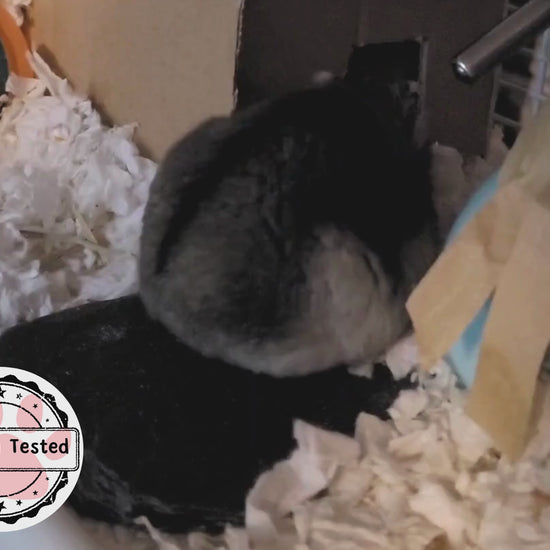 A hamster sitting on top of a hamster nail maintenance slate, he scratches himself, stumbles and then fills his cheeks with bedding