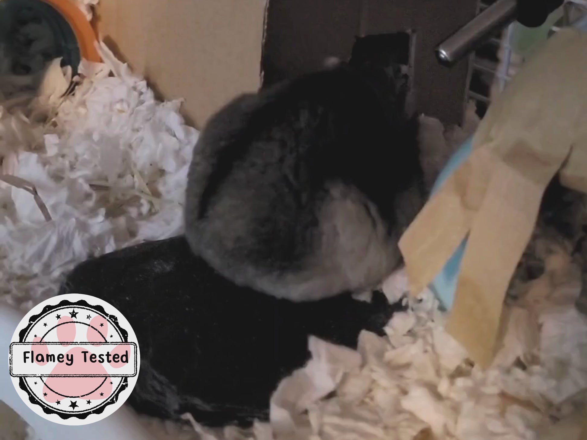 A hamster sitting on top of a hamster nail maintenance slate, he scratches himself, stumbles and then fills his cheeks with bedding