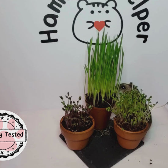 A video of three hamster safe microgreen plants arranged in front of the Hamster Helper logo. There is a hamster in the video who begins to pull over the wheatgrass plant.