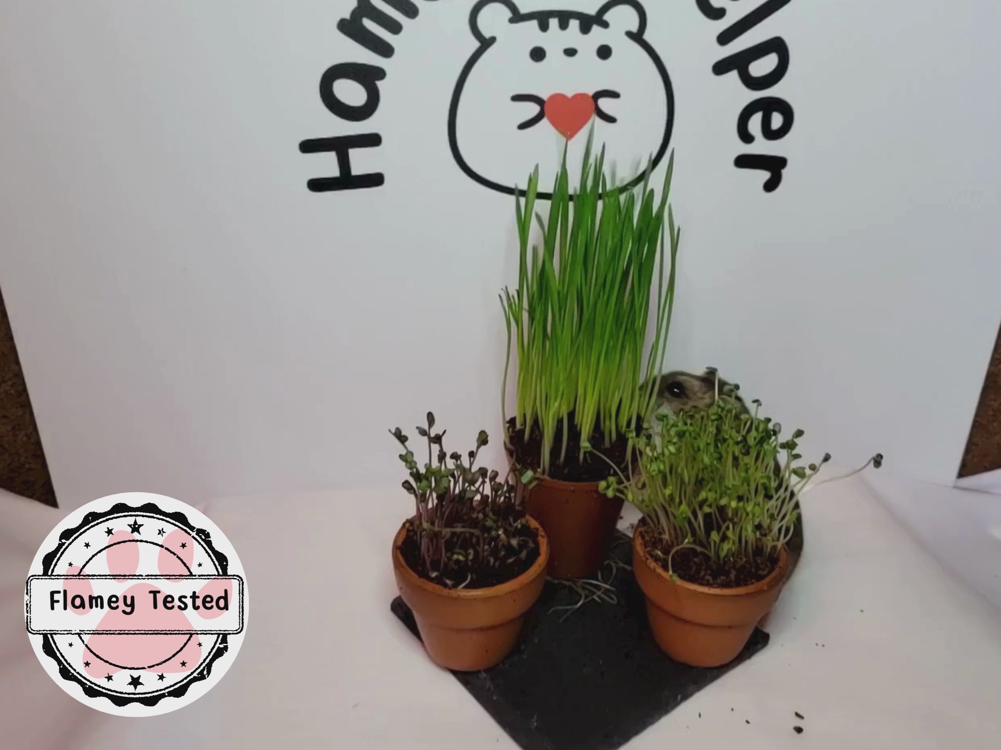 A video of three hamster safe microgreen plants arranged in front of the Hamster Helper logo. There is a hamster in the video who begins to pull over the wheatgrass plant.