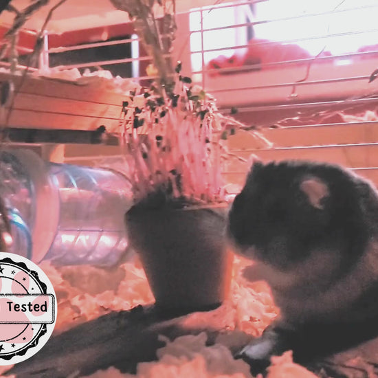 A hamster enjoying a purple cabbage microgreen plant in a terracotta pot