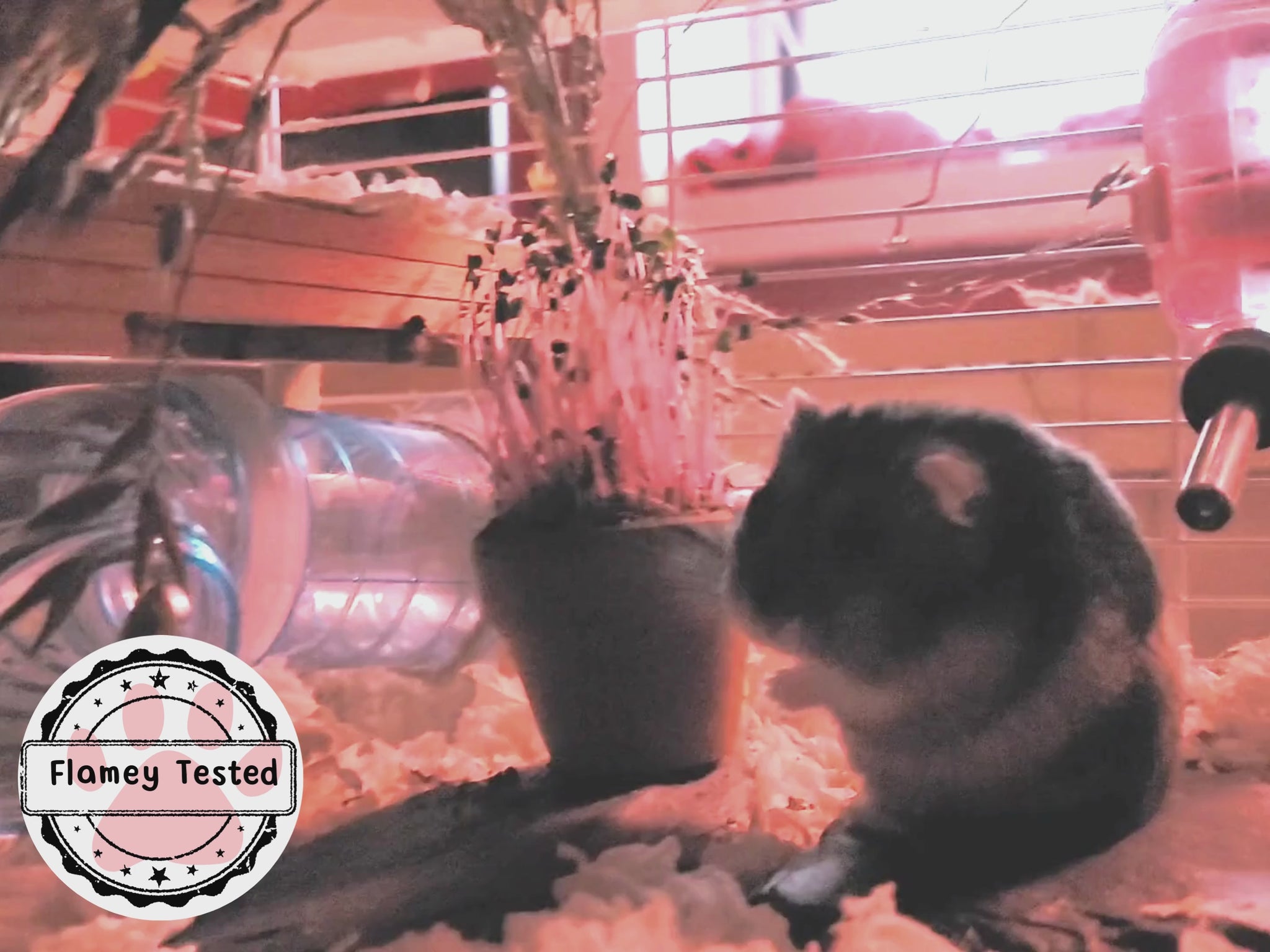 A hamster enjoying a purple cabbage microgreen plant in a terracotta pot