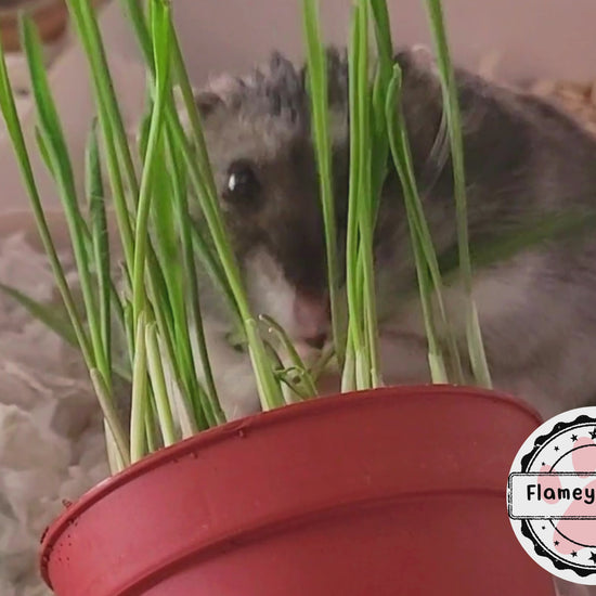 A dwarf hamster has fun eating a wheatgrass microgreen plant in a plastic plant pot