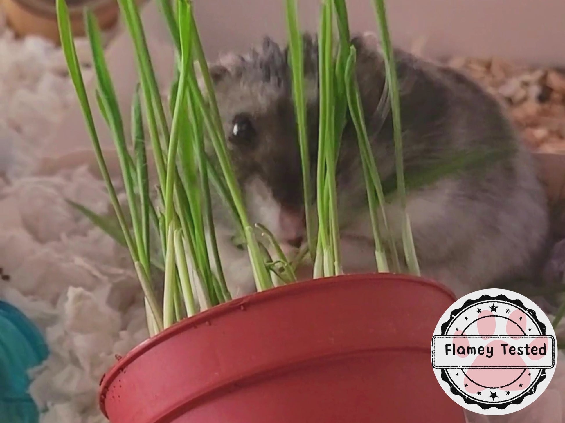 A dwarf hamster has fun eating a wheatgrass microgreen plant in a plastic plant pot